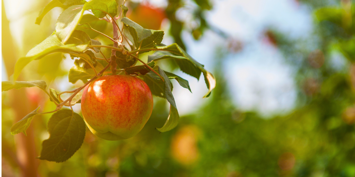 Patricia Eugenia, frutos espirituales